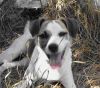 perro: mestiza