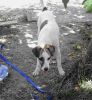 Panda quiere pasear