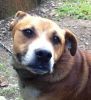 perro: Mestizo