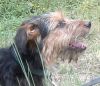 perro: Mestiza