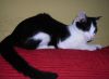 Dakota sobre el sof�