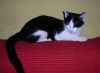 Una gata c�moda