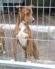 perro: mestizos