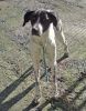 perro: cruce de pointer