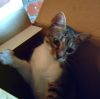 gato: com�n europeo tabby