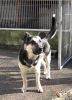 perro: cruce de pastor alem�n