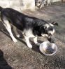 Lobo comiendo