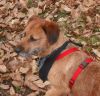 Perfil de Golfo