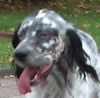 perro: Setter