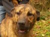 perro: cruce de mast�n