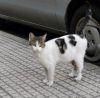 gato: com�n europeo