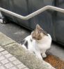 Gata comiendo en la calle