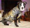 perro: Mestizo