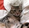 gato: Europeo Com�n