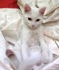 gato: Europeo Com�n