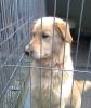 perro: cruce de golden