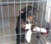 perro: mestizo