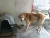 perro: cruce de mast�n
