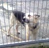 perro: Pastor alem�n