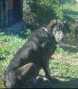 perro: mast�n