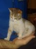 gato: carey
