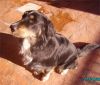 Jazz posando