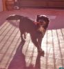 Jazz corriendo
