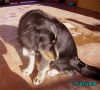 Jazz mir�ndose