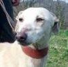 perro: Galgo