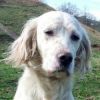 perro: Setter