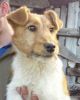 perro: Mestizo