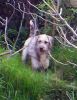 Barry en el jard�n