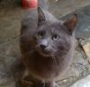 gato: Com�n Europeo