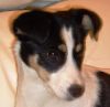 perro: Bodeguero Andaluz