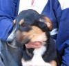 perro: Cruce de pastor
