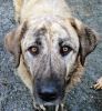 perro: Mast�n