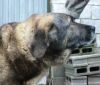 perro: Mast�n