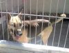 Bra�a en su jaula