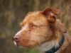 perro: cruce de podenco, marr�n y bla