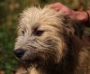 perro: cruce de Terrier, color beige