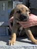 Cachorro canela