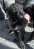 Cachorro negrito