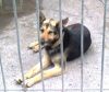 perro: mestizo