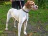 perro: Pointer blanco y canela