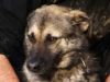 perro: Mestizo (negro - fuego)