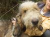 perro: Grif�n (gris y blanco)
