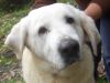 perro: Mast�n del Pirineo (blanco)
