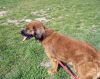 perro: Cruce de cocker y setter