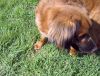 Pincho es buen�simo