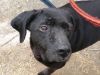 perro: Labrador